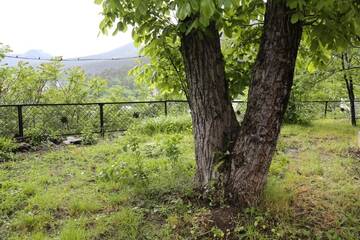 Фото номера Дом с 2 спальнями Гостевой дом Old Borjomi House г. Боржоми 46