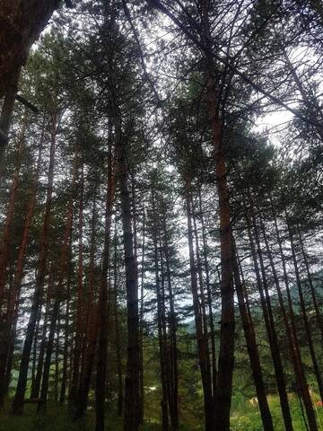 Фото номера Дом с 2 спальнями Дома для отпуска Eco Hotel Borjomi г. Боржоми 17