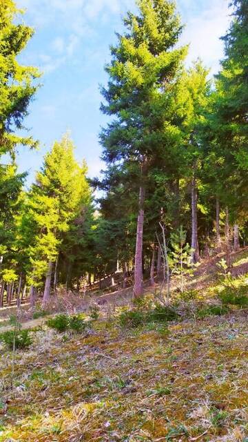 Фото номера Четырехместный номер с видом на горы Гостевой дом forest panorama г. Боржоми 25