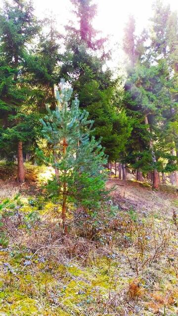Фото номера Четырехместный номер с видом на горы Гостевой дом forest panorama г. Боржоми 23