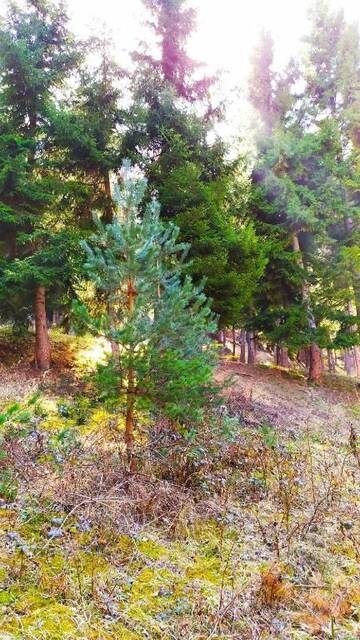 Фото номера Четырехместный номер с видом на горы Гостевой дом forest panorama г. Боржоми 24